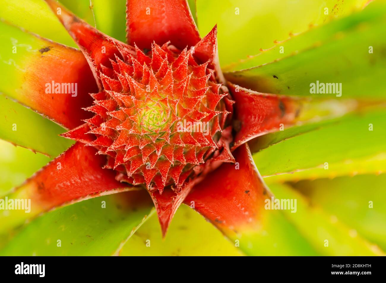 Ananas-Blütenstand, Ansicht Von Oben Stockfoto