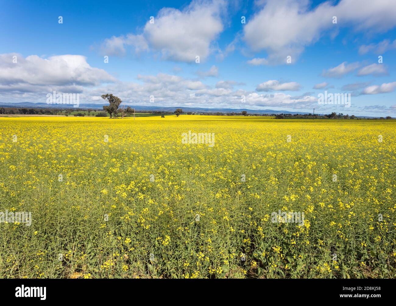 Rapsfeld in der Nähe von Cowra in Zentral-West von NSW Australien. Gebiete im zentralen Westen von NSW sind gute landwirtschaftliche Flächen mit Getreidepflanzen wie Stockfoto