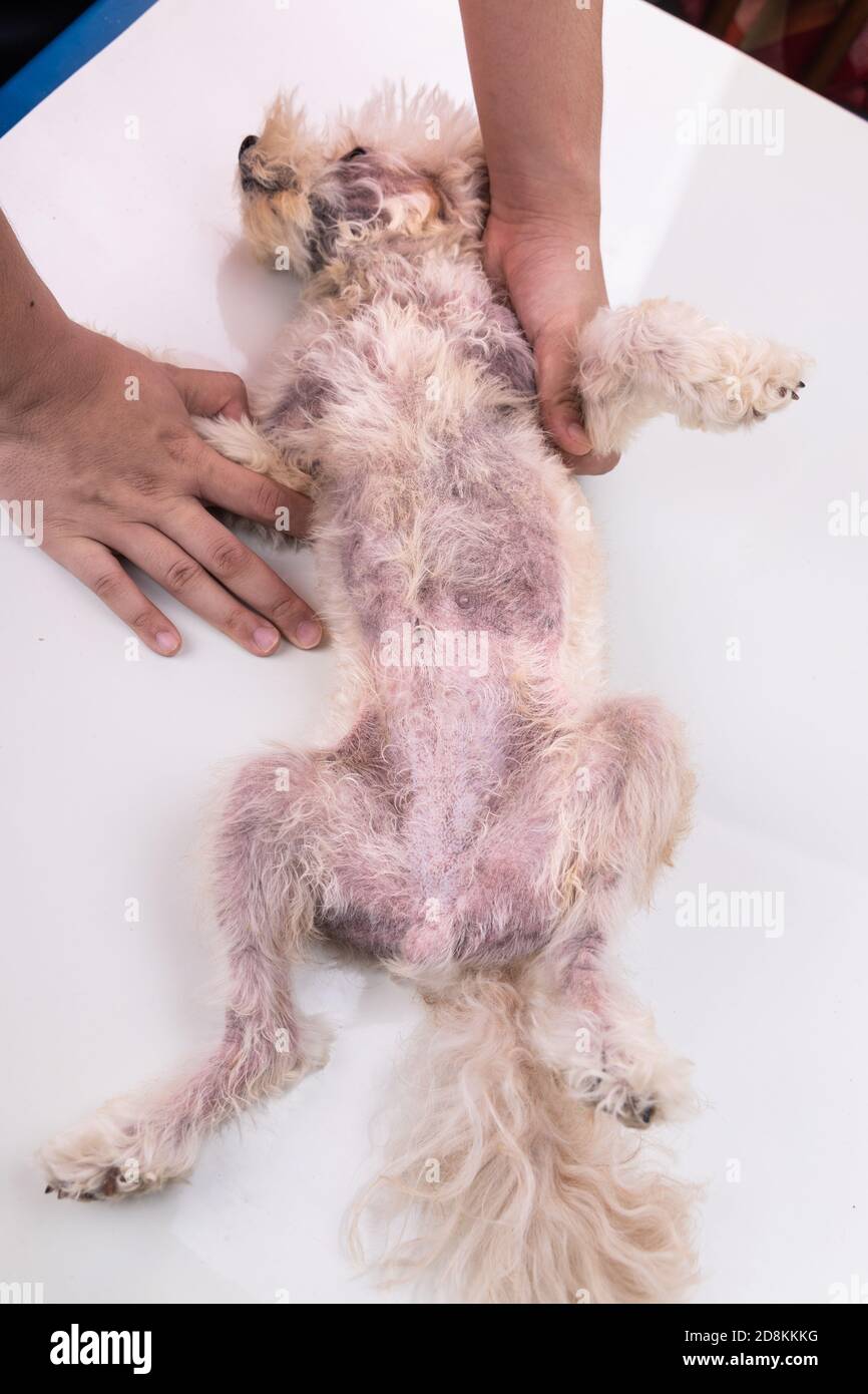 Tierarzt Inspektion Hund mit Hautreizungen mit Hefe, Pilzinfektion  Stockfotografie - Alamy
