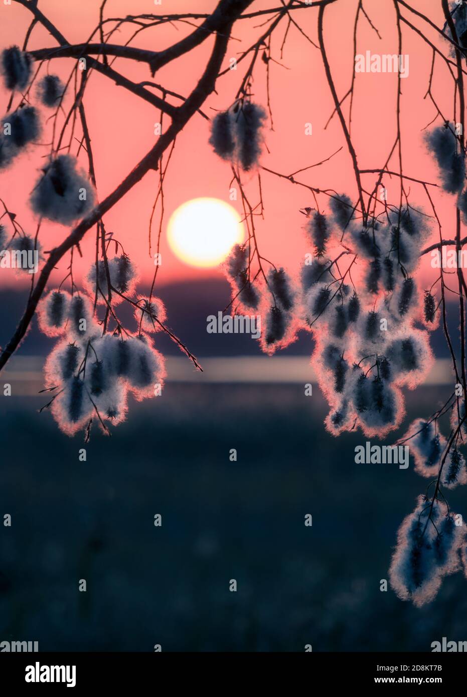 Stimmung Sonnenuntergang mit Nahaufnahme von Baumzweigen im Herbst Abend in Finnland Stockfoto