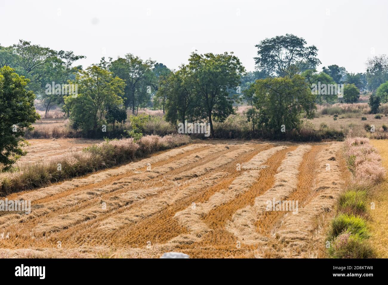 Ein Muster, das nach der Reisernte sucht, schneidet die Reissamen von der Farm ab. Stockfoto