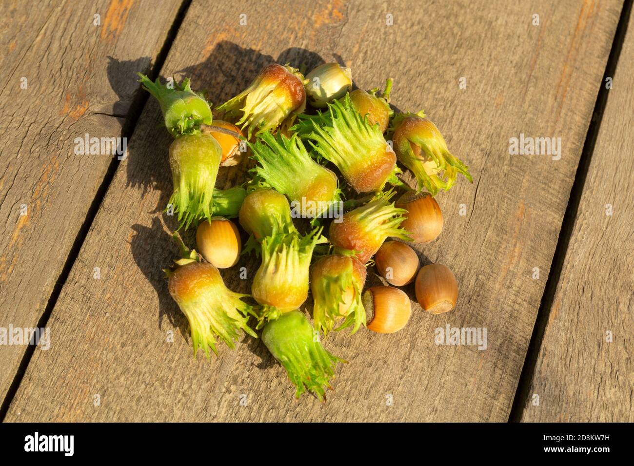 Grüne Haselnüsse auf dem Holztisch, Herbsternte der Nüsse Stockfoto