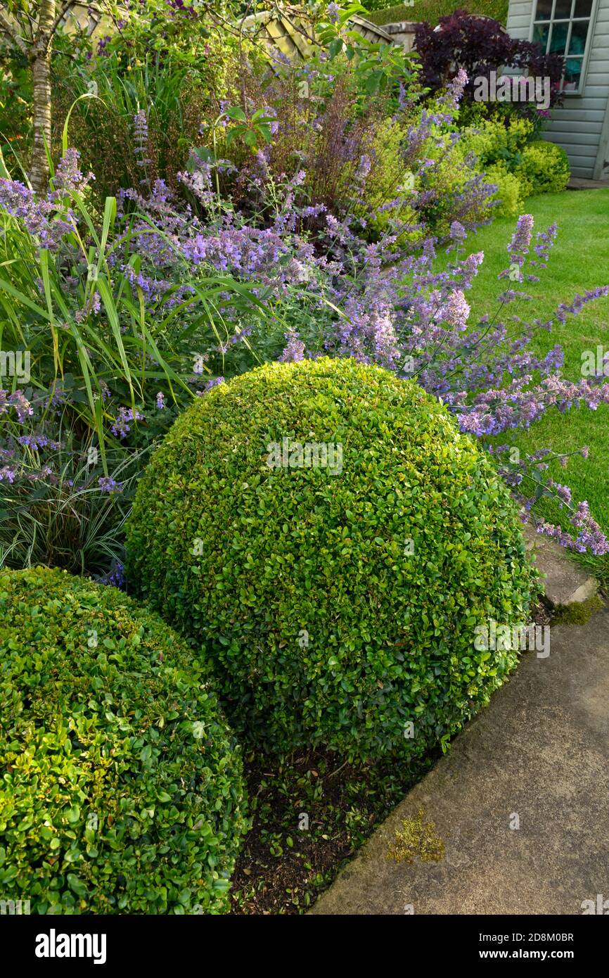 Landschaftlich gestalteter privater Garten (zeitgenössisches Design, Sommerblumen, blühende Randpflanzen, Sträucher, Kastenbälle, Schuppen, Rasen, Pfad) - Yorkshire, England, Großbritannien Stockfoto