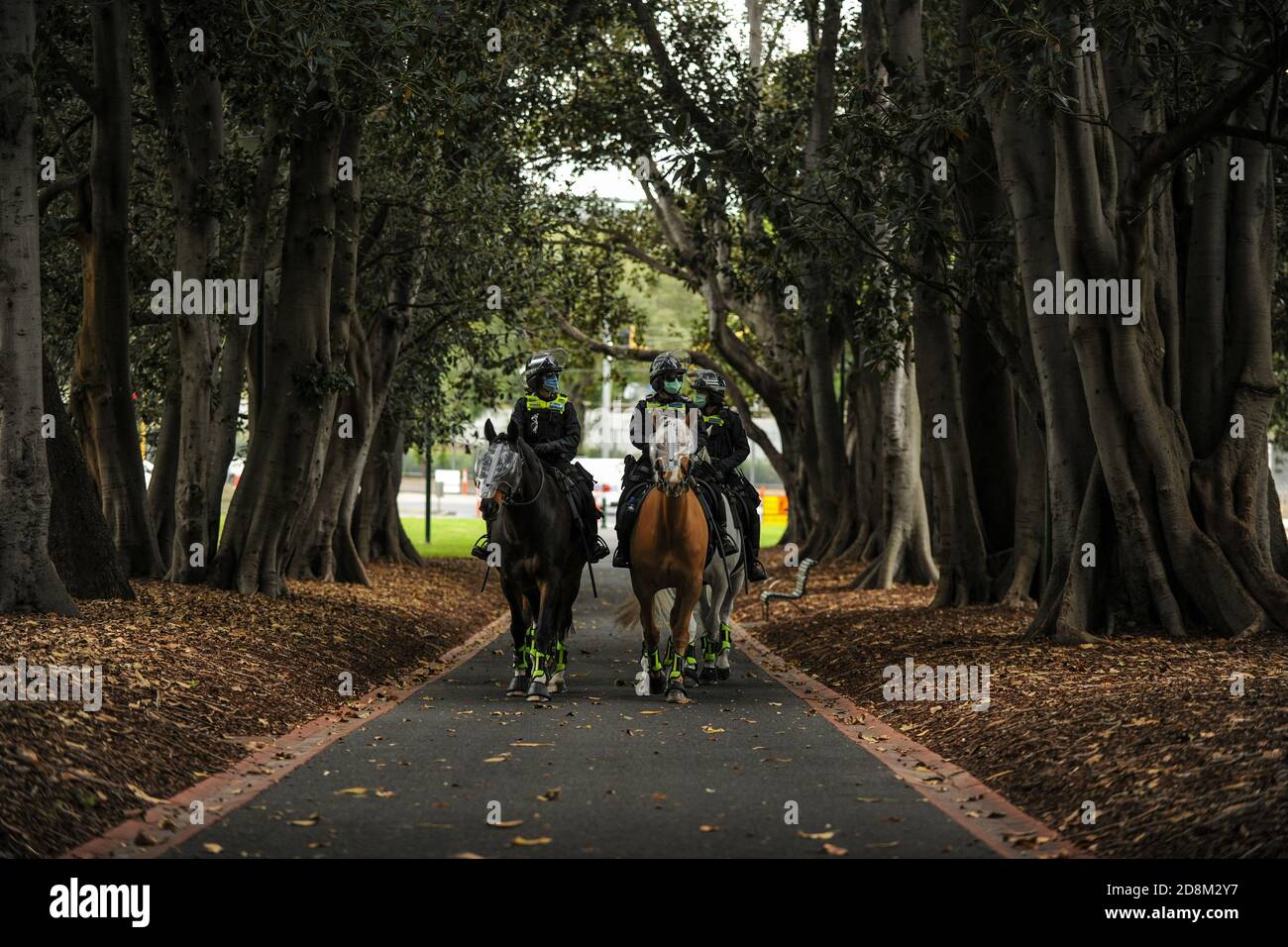 Melbourne, Australien 31 Oct 2020, Mounted Police Officers Ride up a path between rows of trees in Treasury Gardens in Vorbereitung auf eine große Aktion der Polizei, um einen Anti-Regierung-Protest für den Park zu kontrollieren geplant. Kredit: Michael Currie/Alamy Live Nachrichten Stockfoto Melbourne, Australien 31 Oct 2020, Mounted Police Officers Ride up a path between rows of trees in Treasury Gardens in Vorbereitung auf eine große Aktion der Polizei, um einen Anti-Regierung-Protest für den Park zu kontrollieren geplant. Kredit: Michael Currie/Alamy Live Nachrichten Stockfoto