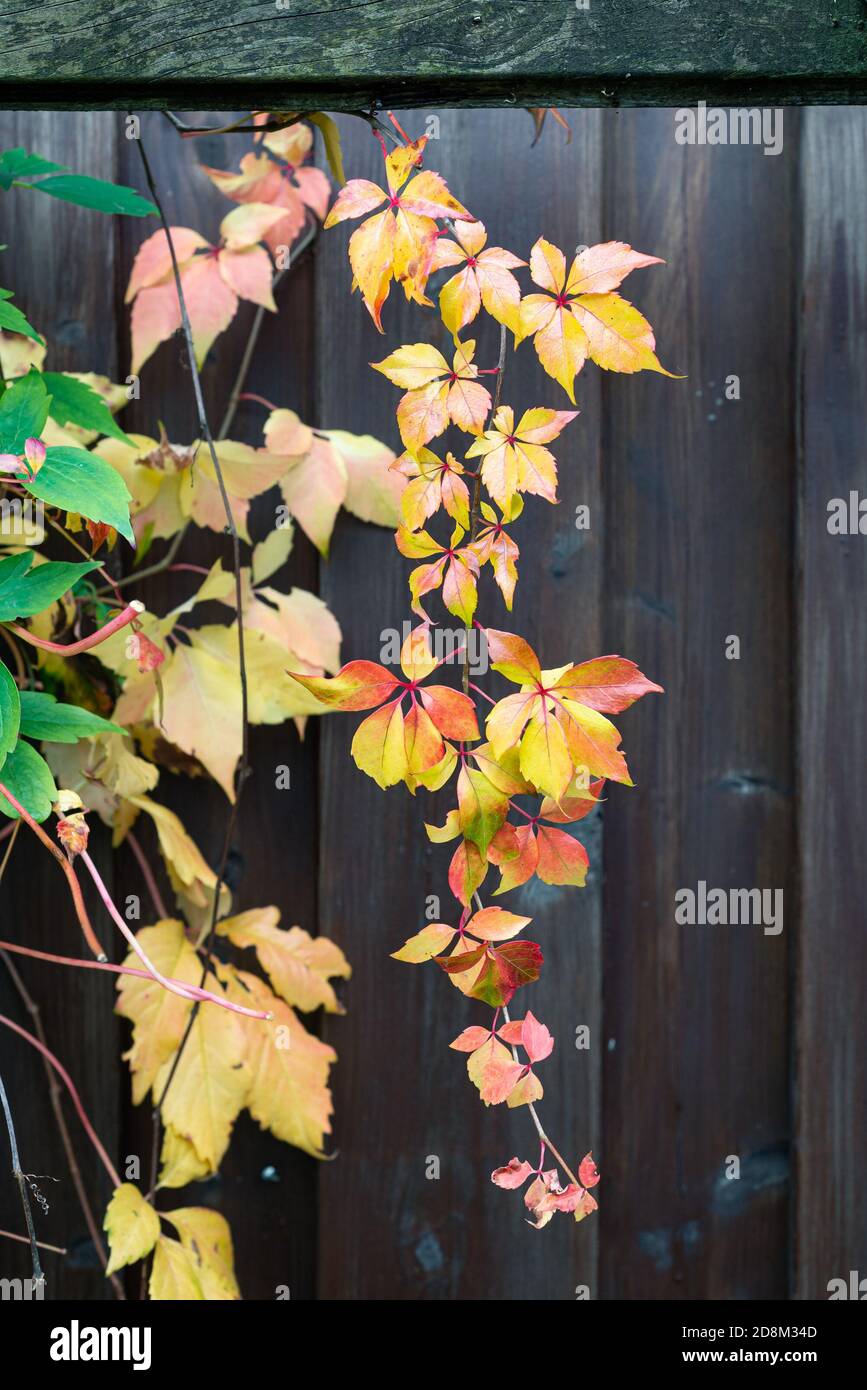 Blätter in Herbstfarben vor dunklem Hintergrund Stockfoto