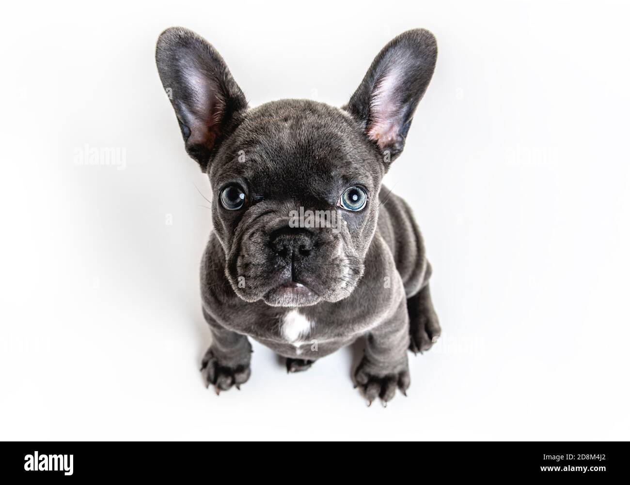 Schwarzer französischer Bulldogge Welpe auf weißem Hintergrund Stockfoto