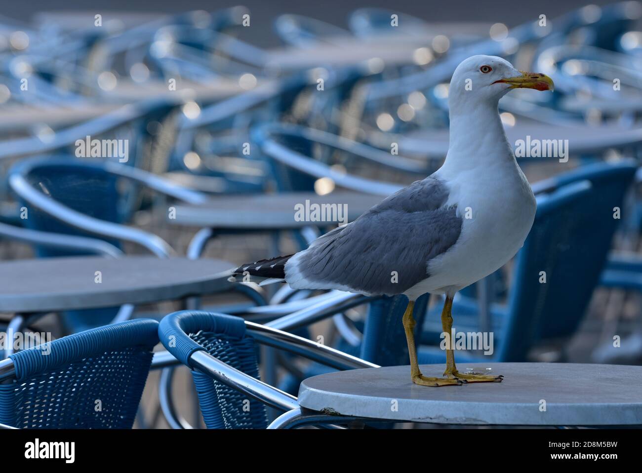 Seagull thronte auf einem Restauranttisch am Markusplatz und wartete darauf, Ärger zu verursachen! Venedig, Italien, Europa. Stockfoto
