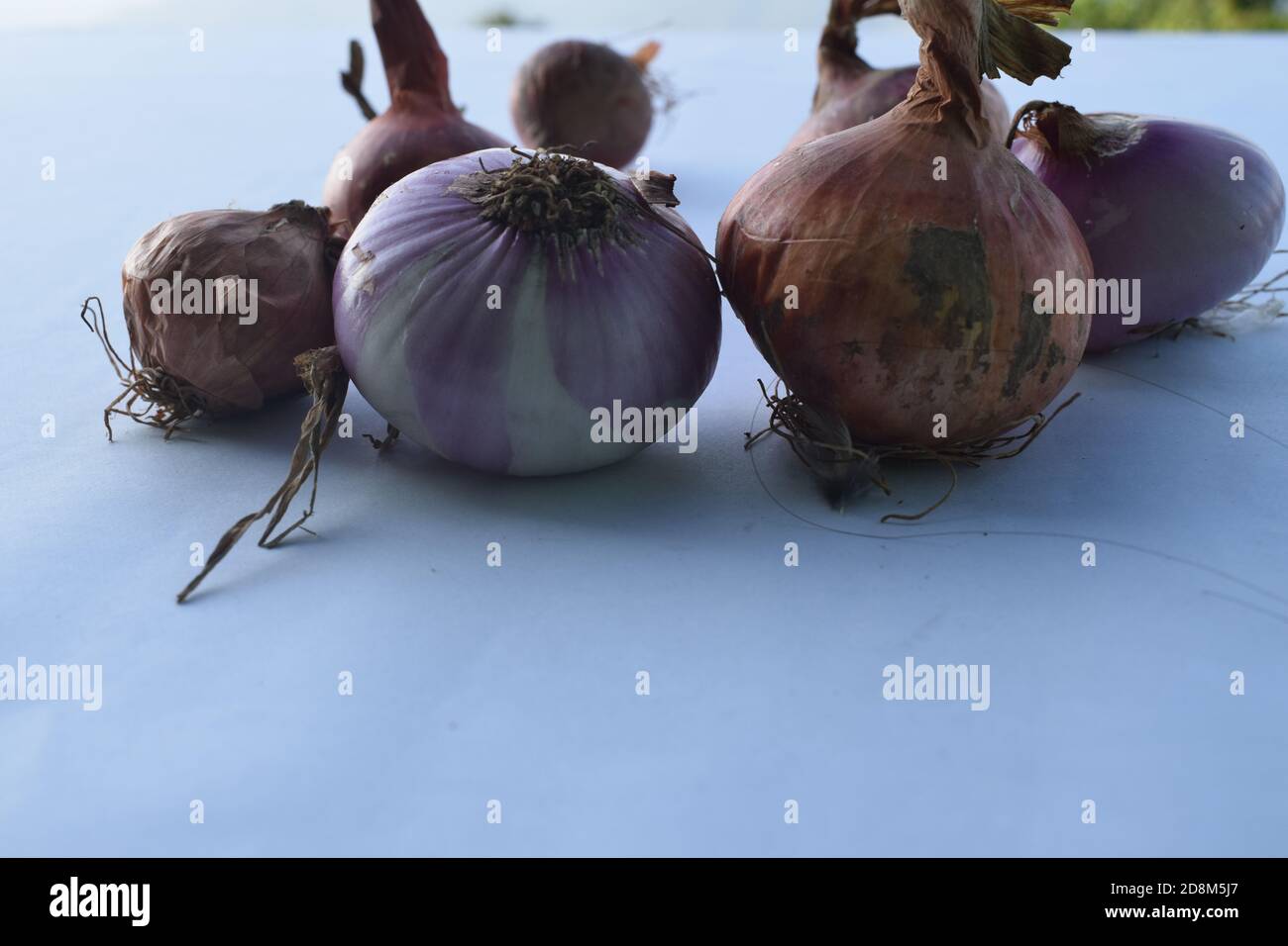 Schalotten Zwiebeln gesunde Ernährung Gewürze Bio auf weißem Hintergrund Stockfoto