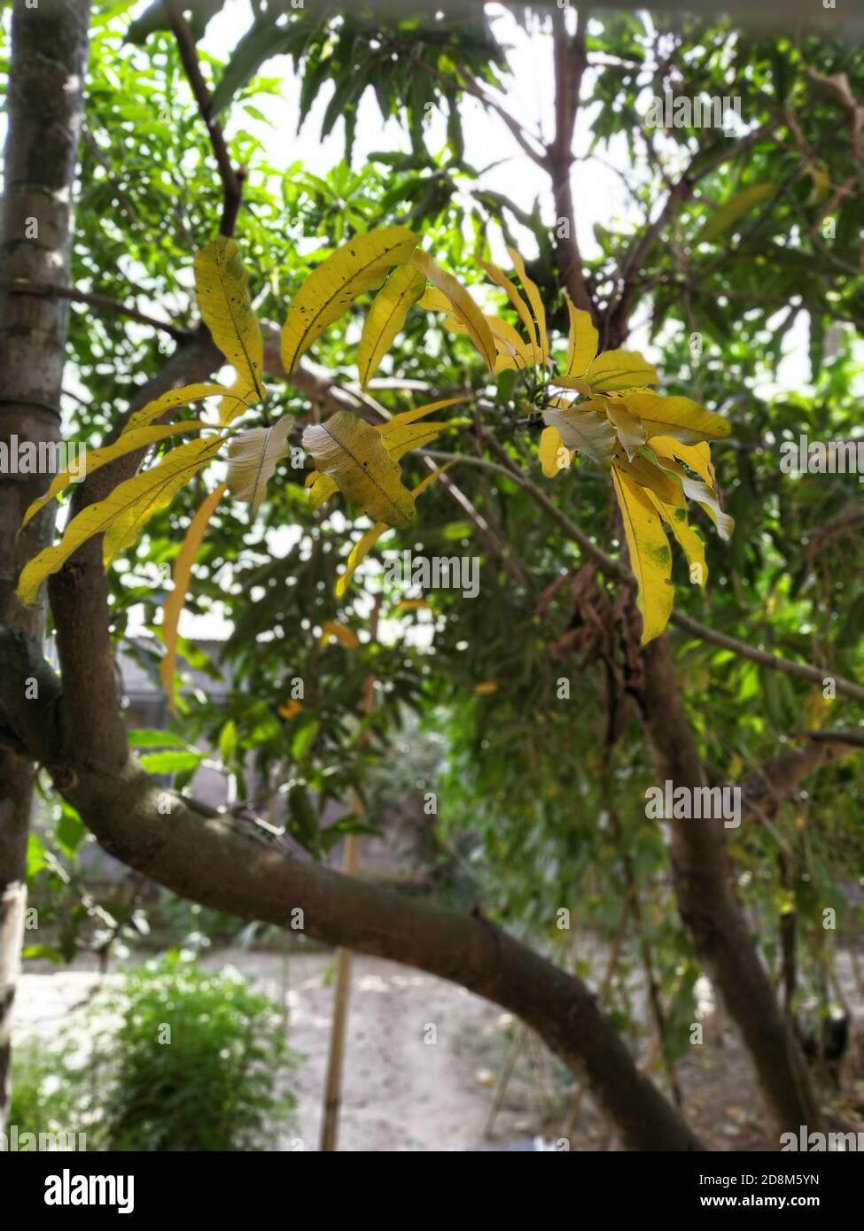 Gelbe Mango Blätter in einem Baum in der Tageszeit. Stockfoto