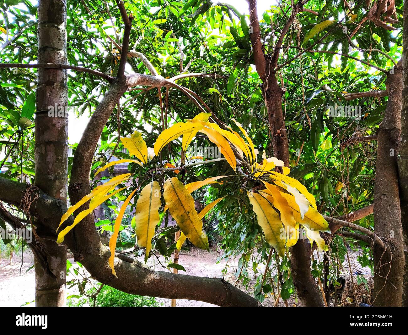 Gelbe Mango Blätter in einem Baum in der Tageszeit. Stockfoto