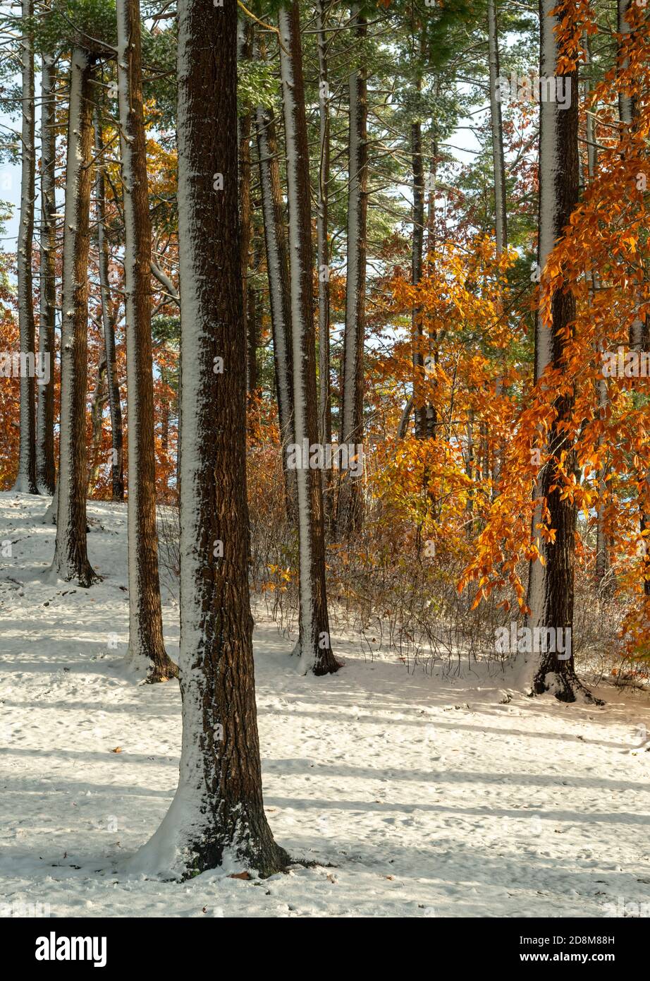 Seltener früher Schneefall im Oktober, Kingston State Park, New Hampshire, New England USA Stockfoto