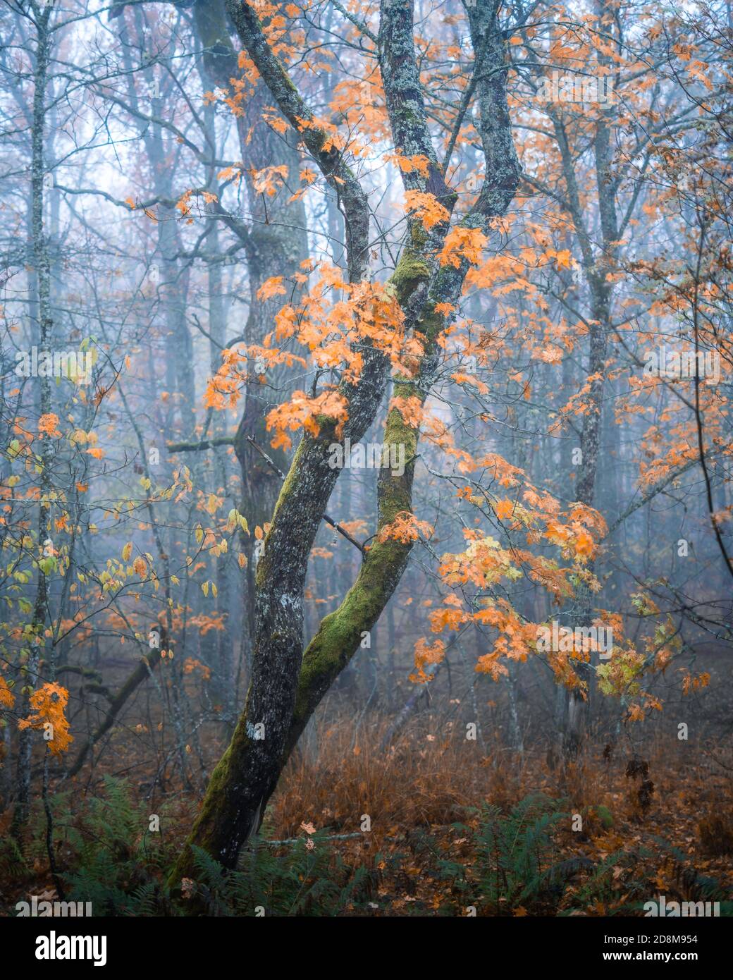 Herbstfarben auf einem Baum im Nebelwald Stockfoto