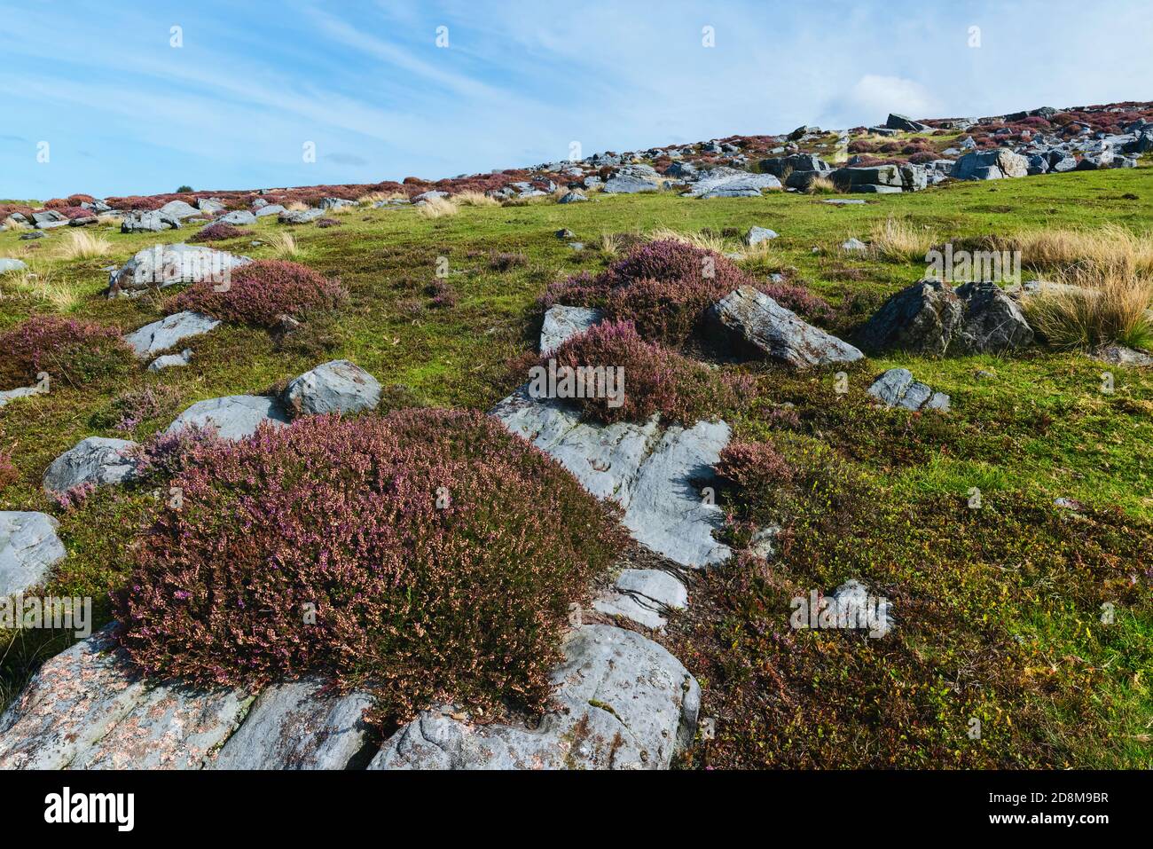 Im Sommer im North York Moors National Park in der Nähe von Goathland, Yorkshire, Großbritannien, findet man eine schroffe Moorlandschaft mit großen Felsbrocken und blühenden Wildheiden. Stockfoto