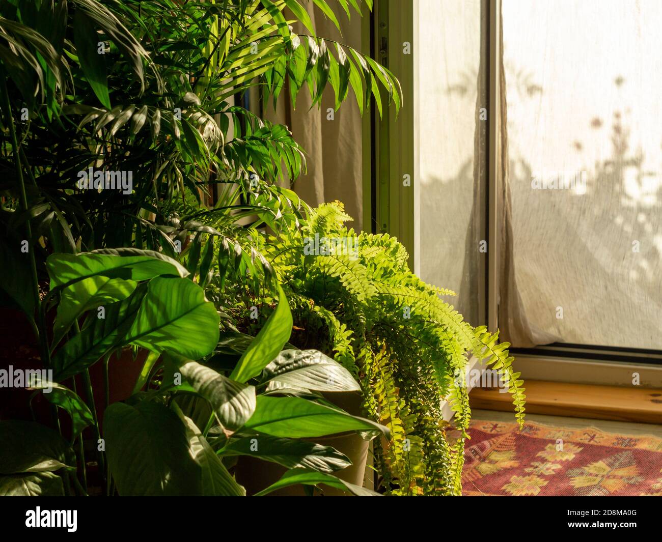 Schöne grüne Hauspflanzen gegen einen sonnenbeschienenen Vorhang Stockfoto