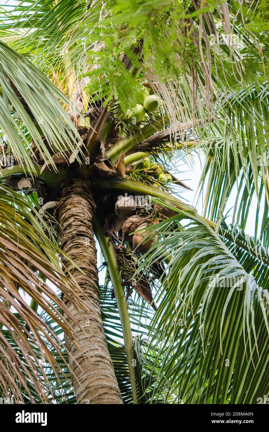 Wunderschöne Kokosnusspalme, voller Kokosnüsse in golaghat, assam Stockfoto