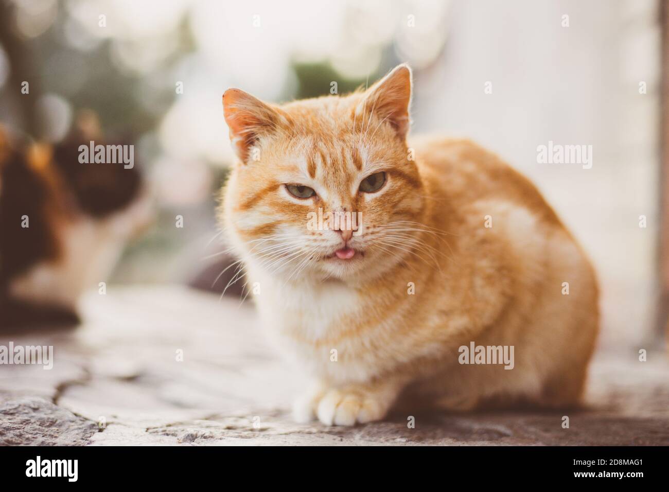 Lustige Ingwer Katze ruht im Hof und zeigt seine Zunge. Stockfoto