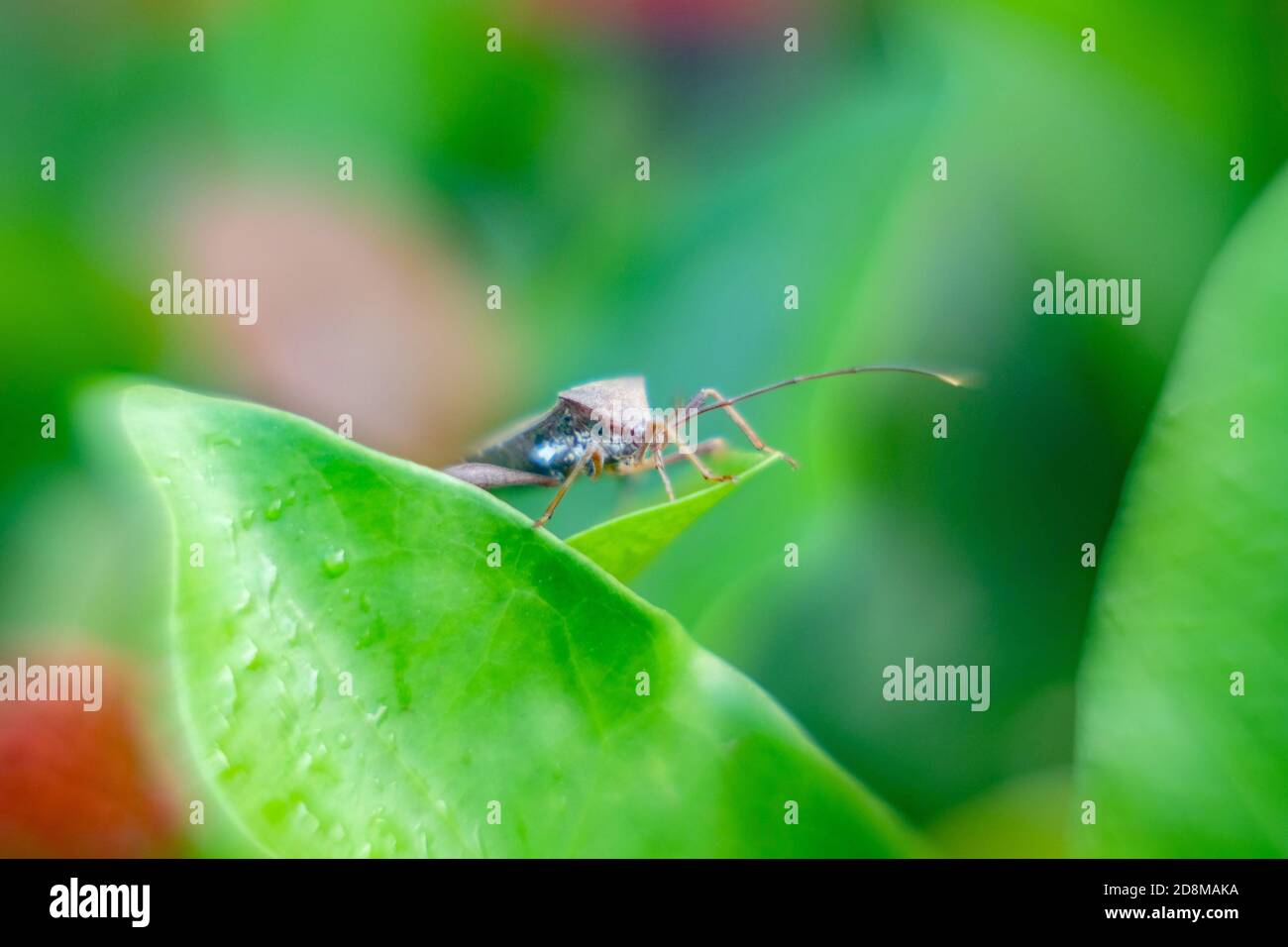 Ein brauner stinkender Käfer (stinkender Käfer) grün auf dem Urlaub Stockfoto