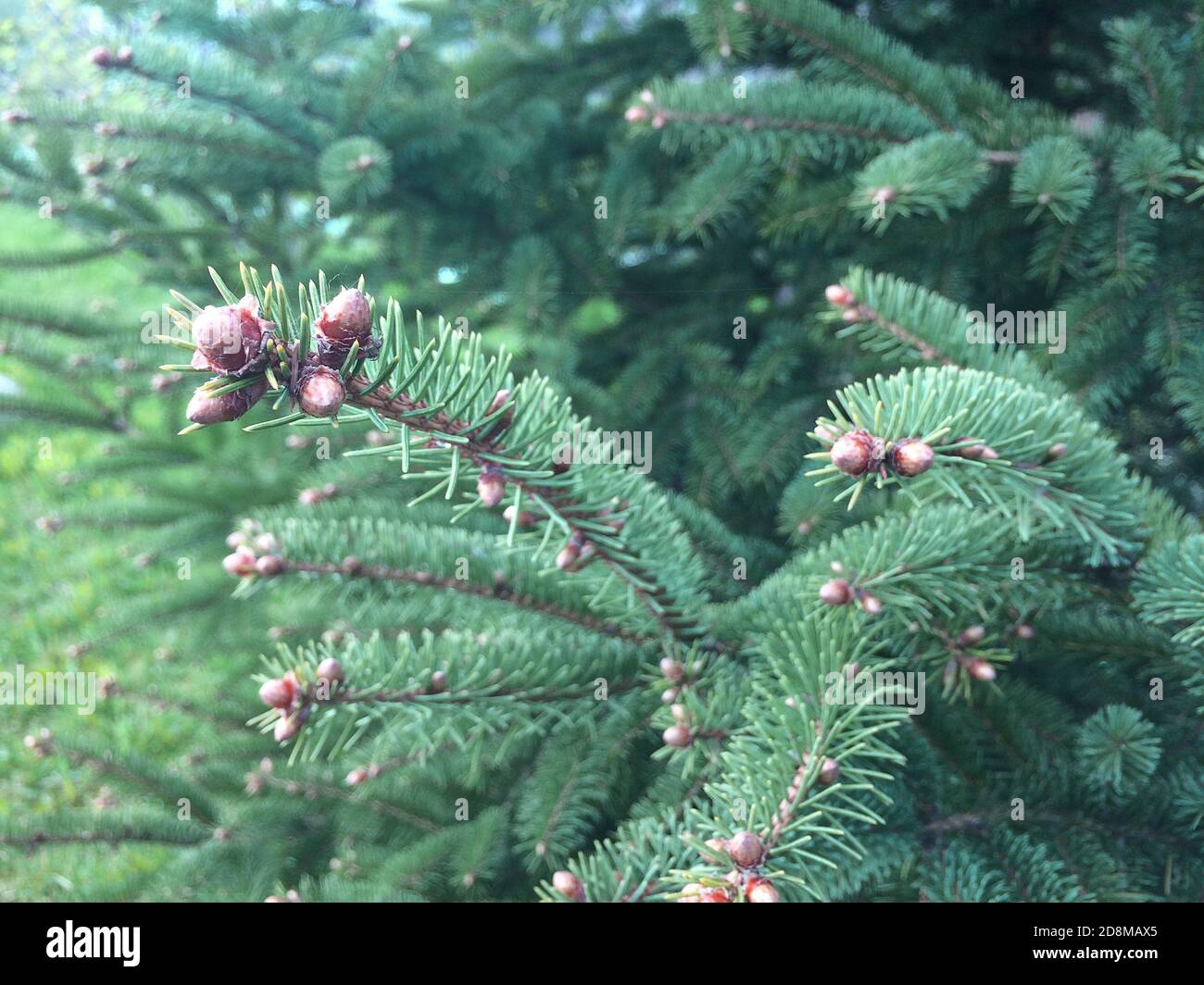 Fichtenzweige auf grünem Hintergrund.die blaue Fichte, grüne Fichte, weiße Fichte. Stockfoto