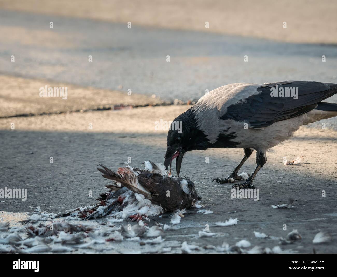 Corvus Cornix oder Hooded Crow Schlemmen von einer wilden Taube (Columba livia domestica). Stockfoto