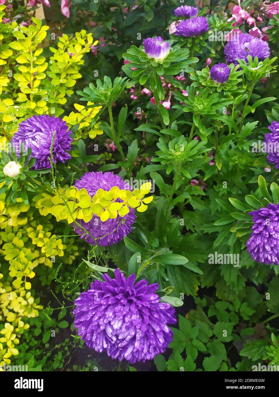 Schöne lila Aster wie auf einem Blumenbeet. Tapete mit Astern, Astern im Sommer. Stockfoto