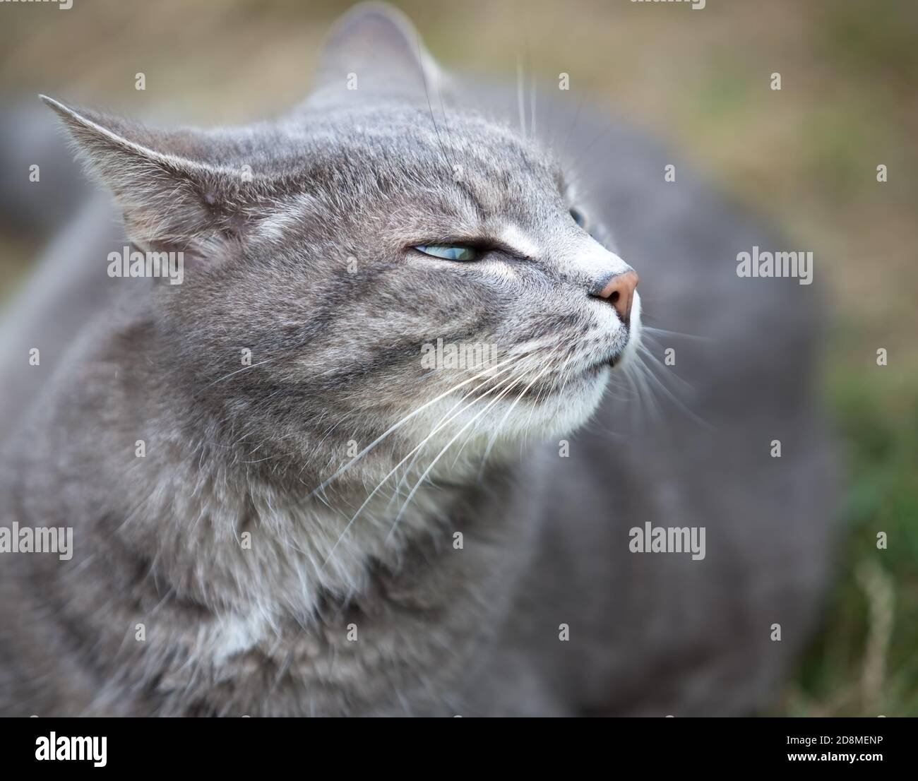 Bild schließen eines aschgrauen Kätzchens, das im Freien spielt Stockfoto