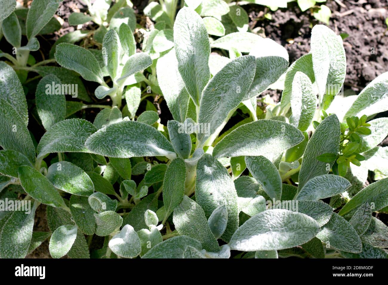 Weiche grüne Blätter der wolligen Heckennessel im Freien an sonnigen Tagen. Ornamentales Gartenkonzept. Stockfoto