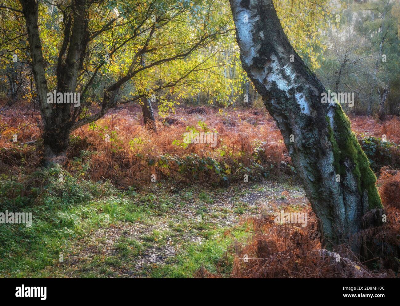 Atemberaubende Herbst Landschaft Detail Bild in bunten Wald in Englische Landschaft Stockfoto