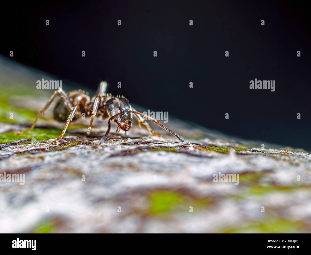 Eine Ameise in Bewegung Stockfoto