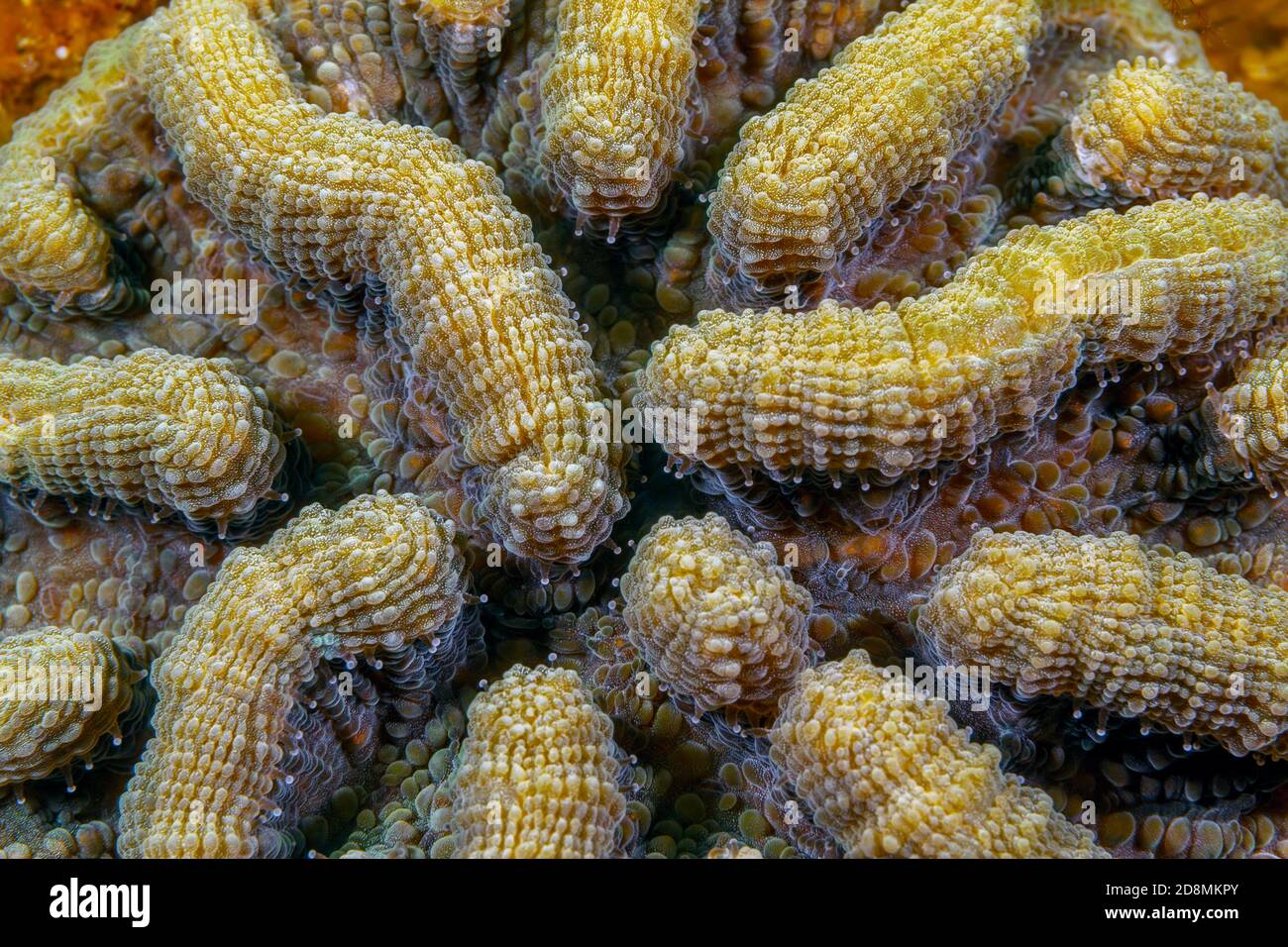 Diploria ist eine monotypische Gattung von massiven Riff Gebäude Steinkorallen in der Familie Mussidae. Diploria labyrinthiformis, allgemein bekannt als gerilltes Gehirn Stockfoto
