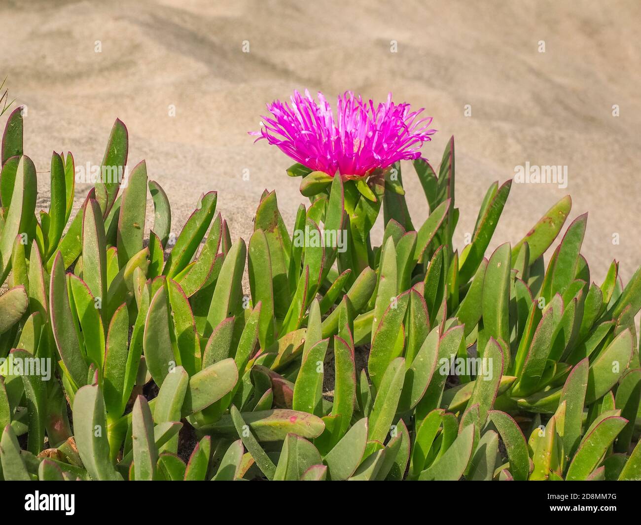 Rosa blühende Meer Feigenblüte im sandigen Hintergrund aus nächster Nähe. Carpobrotus chilensis oder edulis Blume, gemahlene kriechende Pflanze in der Familie Aizoaceae Stockfoto