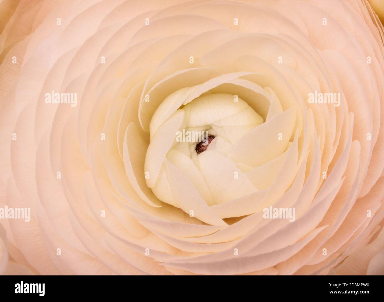 Makrofotografie eines pastellrosa-cremefarbenen Ranunculus. Stockfoto