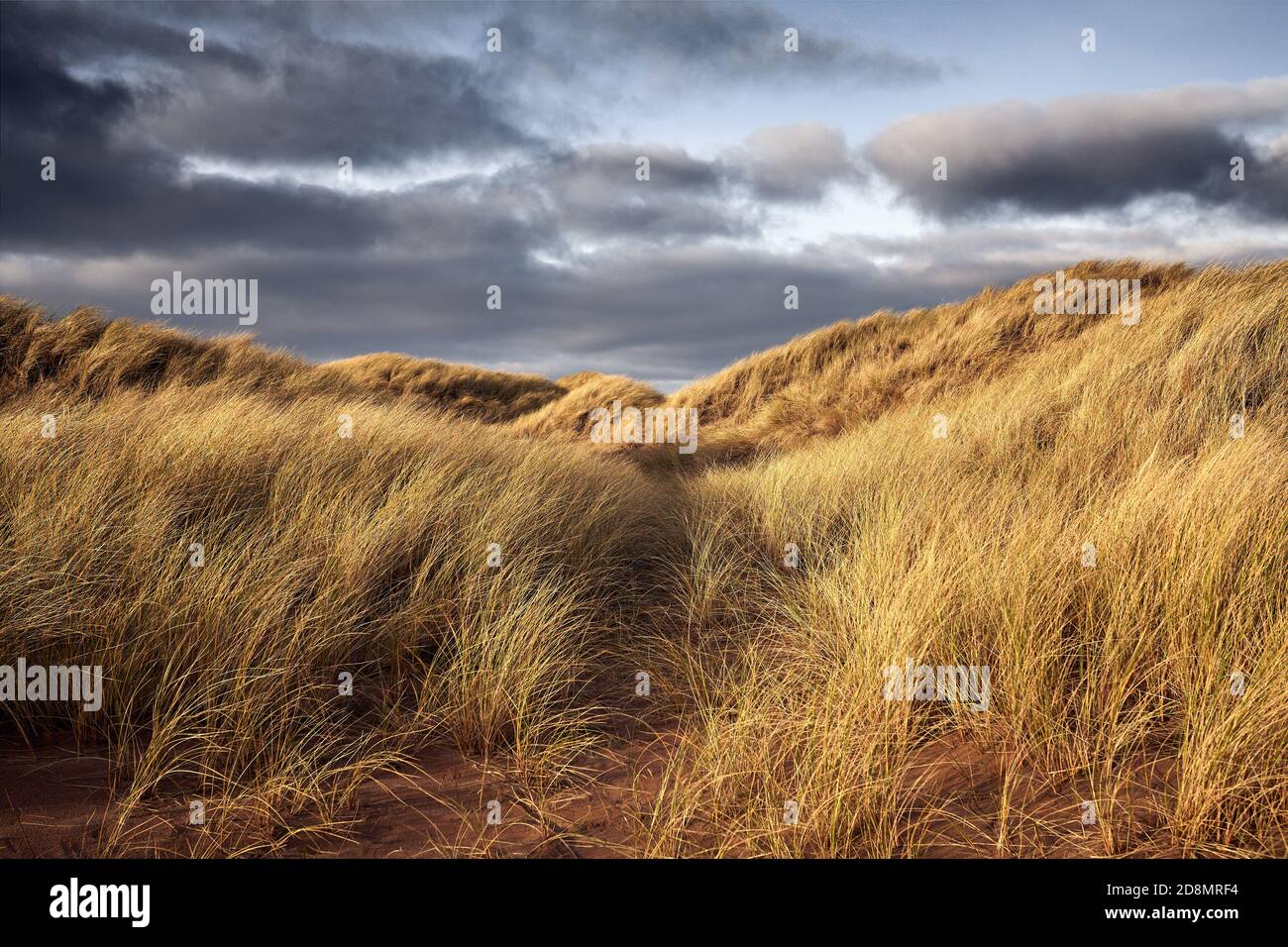 Goldenes Licht auf Sanddünen Stockfoto