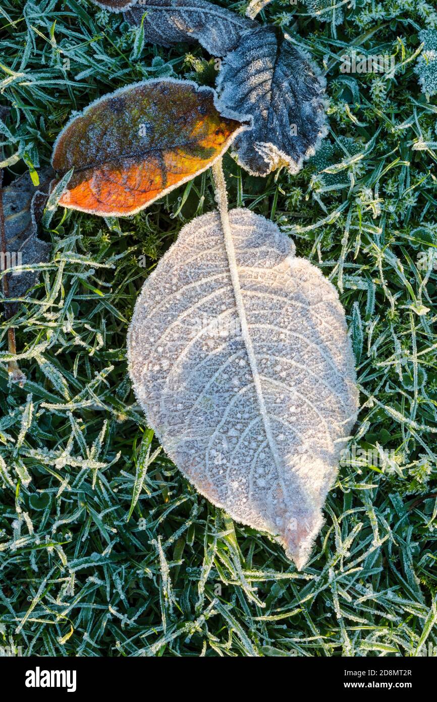 Ein paar gefallene Blätter liegen auf Gras und sind mit bedeckt Frost Stockfoto