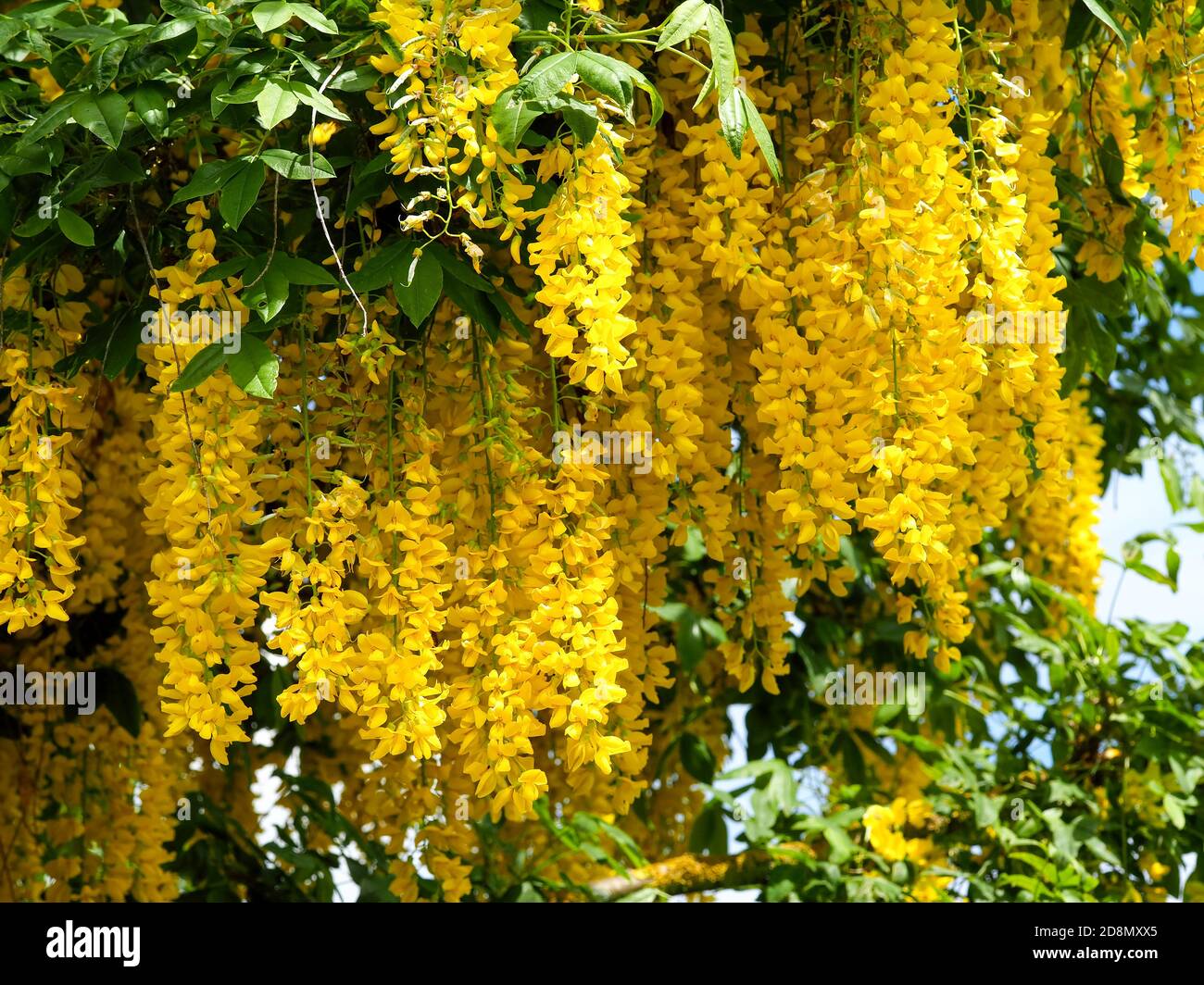 Nahaufnahme der leuchtend gelben Blüte auf einem Laburnum-Baum Im Frühling Sonnenlicht Stockfoto