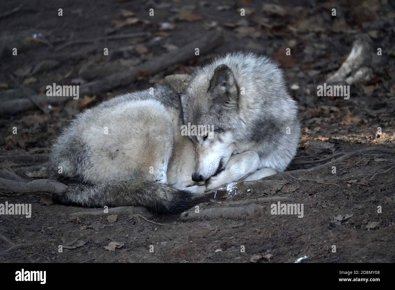 Holzwehen in Familiengruppe (Packung) Stockfoto