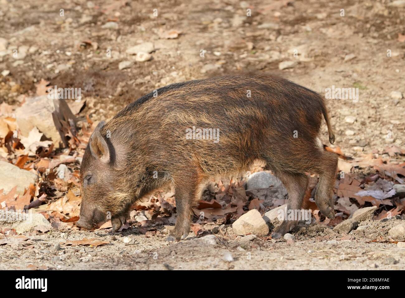 Pigs mating -Fotos und -Bildmaterial in hoher Auflösung – Alamy