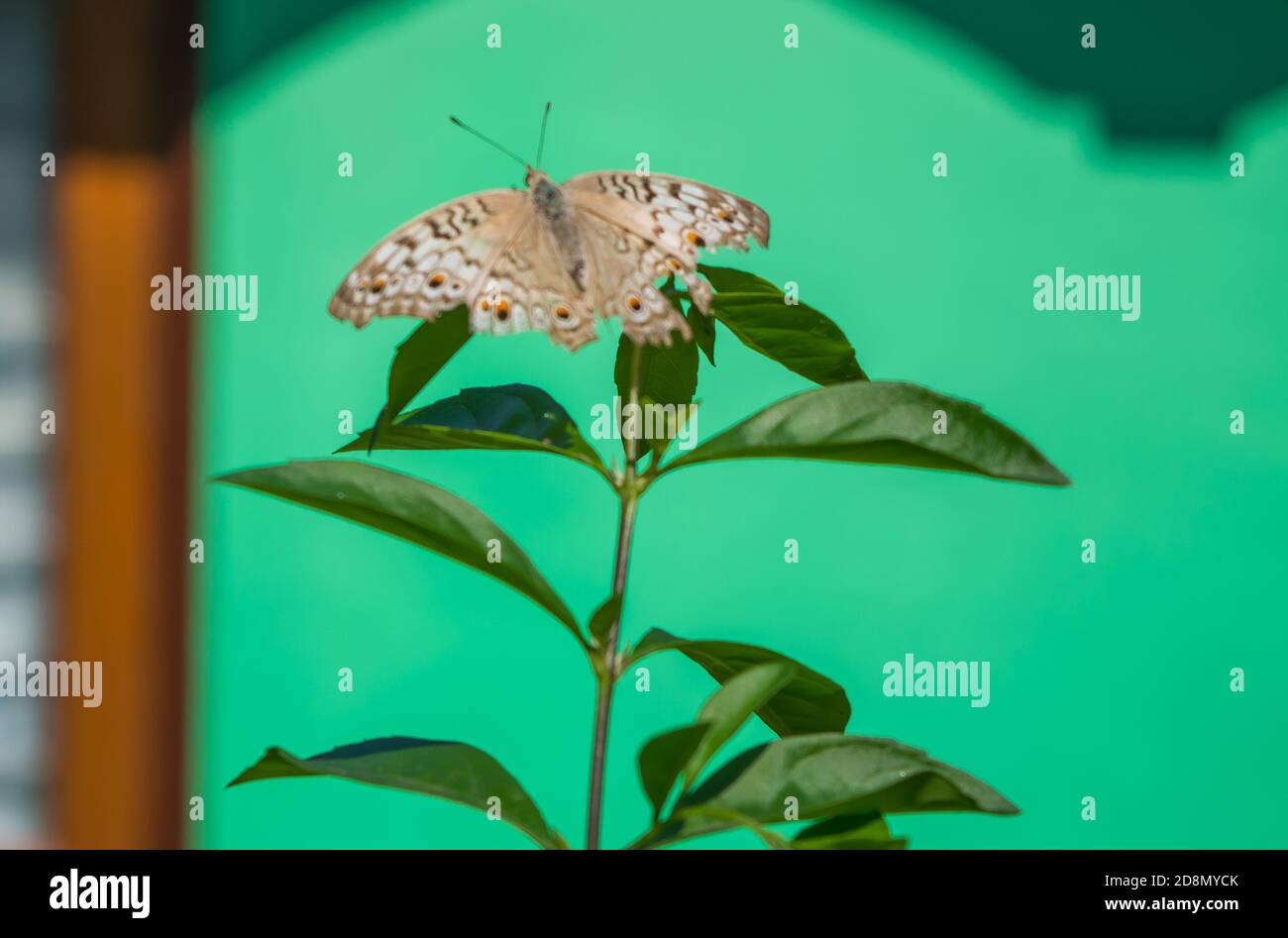 Der Schmetterling sitzt auf grünen Blättern Stockfoto