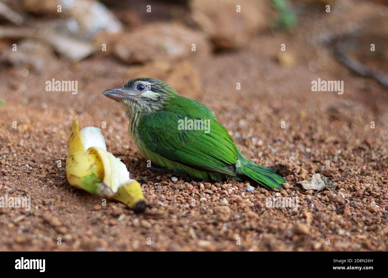 Weißer, wabenarger Barbet. Der Weißwabenbarbet oder kleine grüne Barbet ist eine Barbet-Art, die in Südindien gefunden wird. Stockfoto