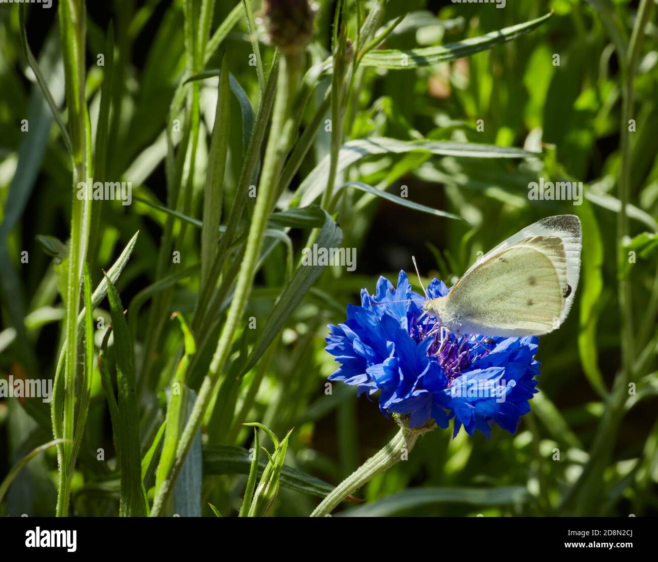Anfang Juli und ein weißer Schmetterling ernährt sich von Nektar aus Eine wilde Kornblumenblüte Stockfoto