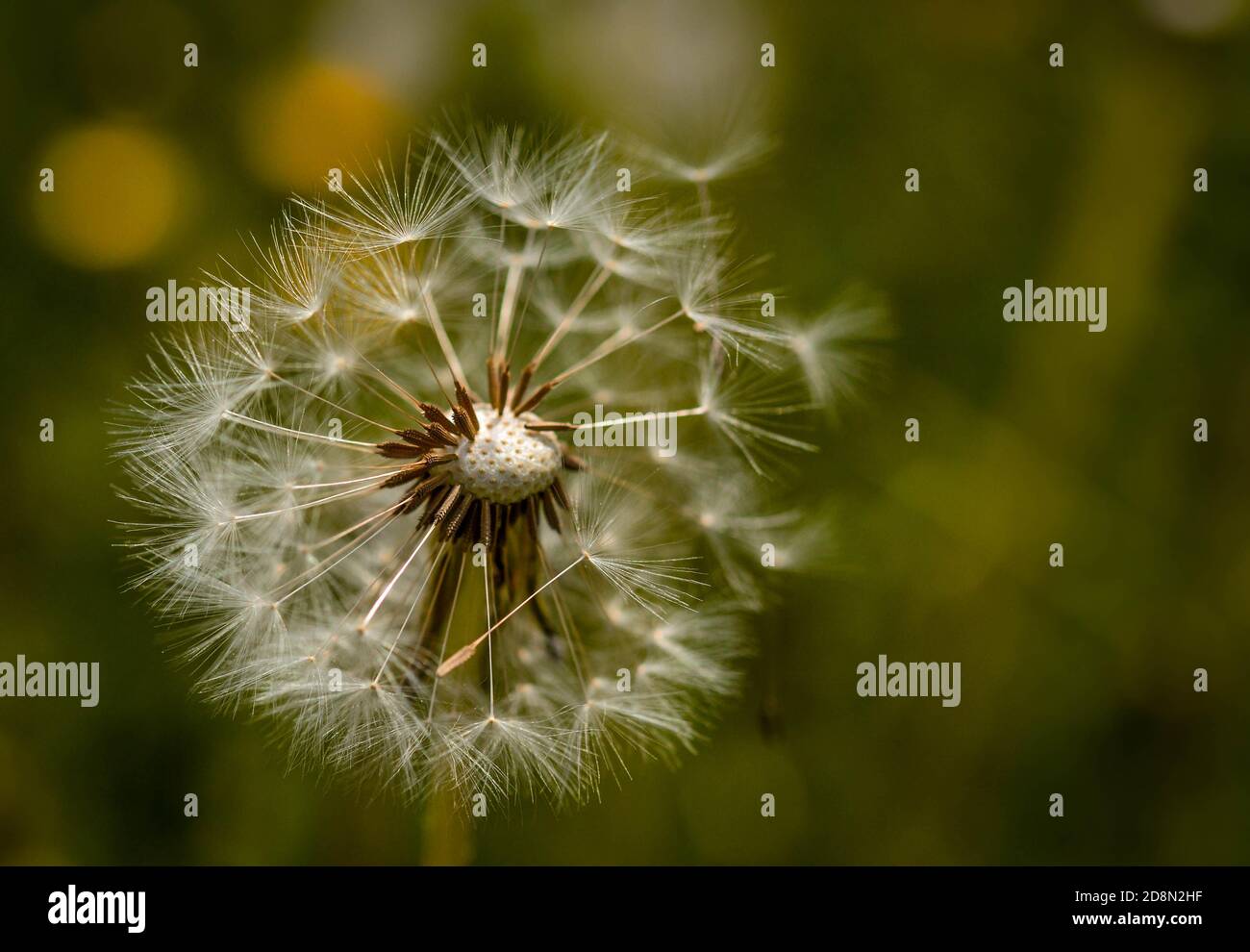 Löwenzahn Makro, Löwenzahn im Wind Samen schweben weg, Naturfoto Stockfoto
