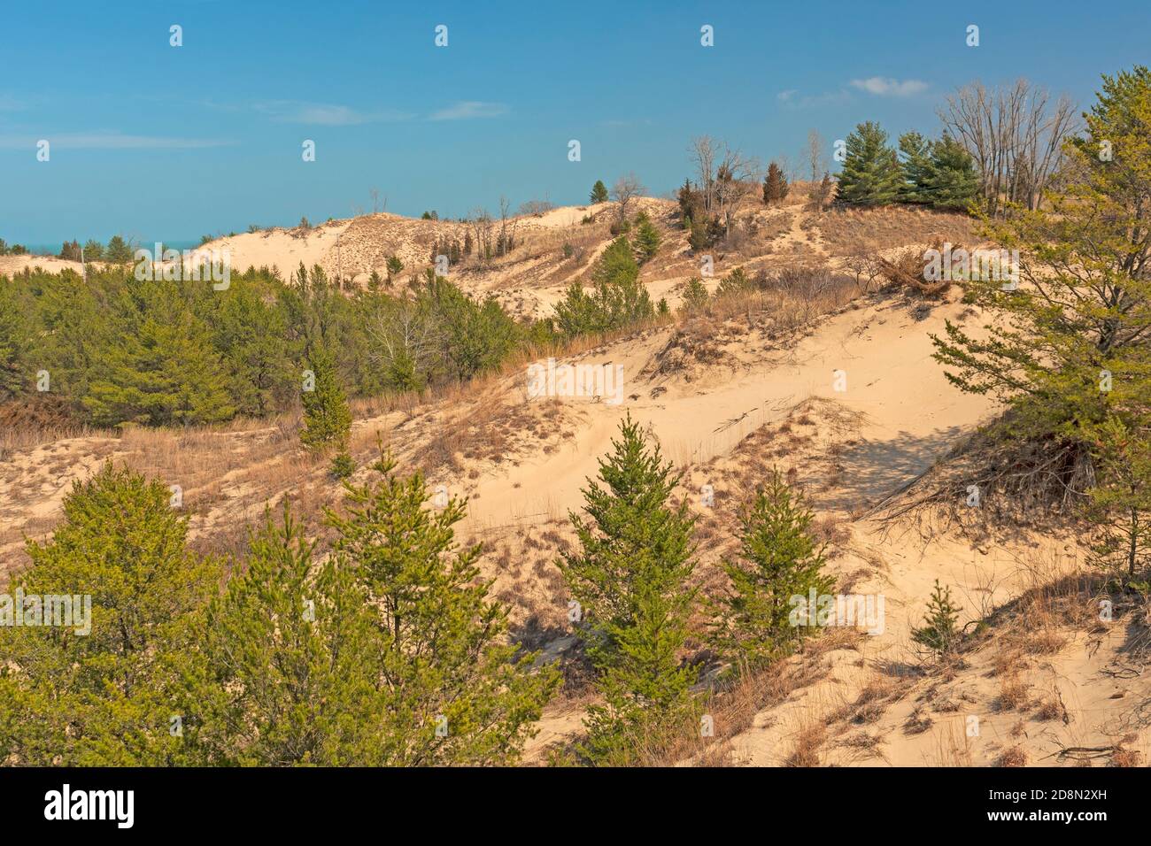 Pflanzen Sie auf einer Sanddüne in Indiana Dunes National Park in Indiana Stockfoto