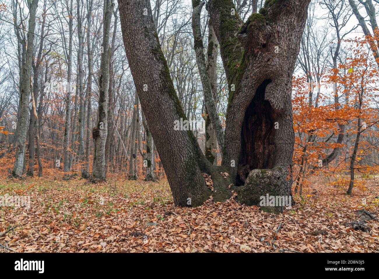 Eine riesige Mulde im Stamm eines alten Baumes Stockfoto