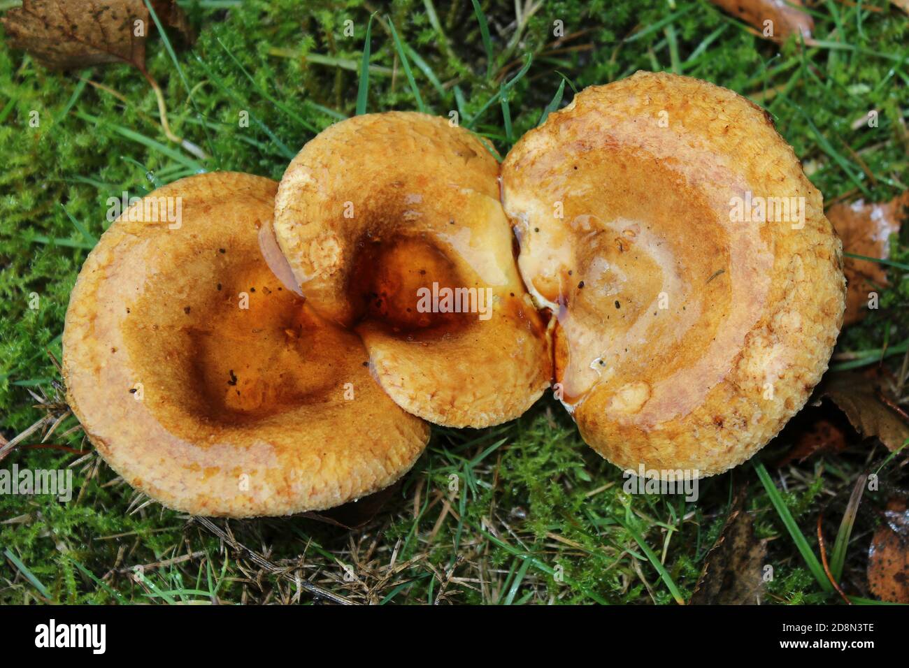 Brauner Rollrand Paxillus involutus Stockfoto