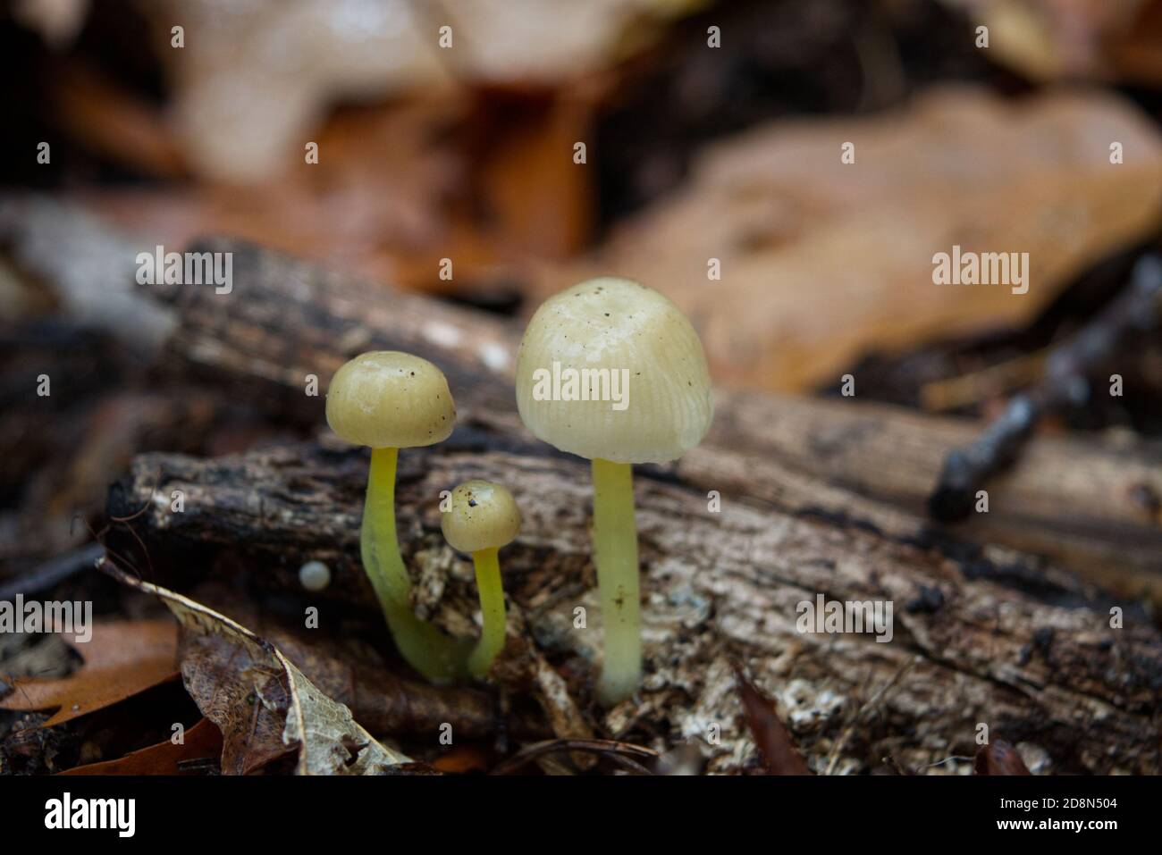 Pilze im Herbst Stockfoto