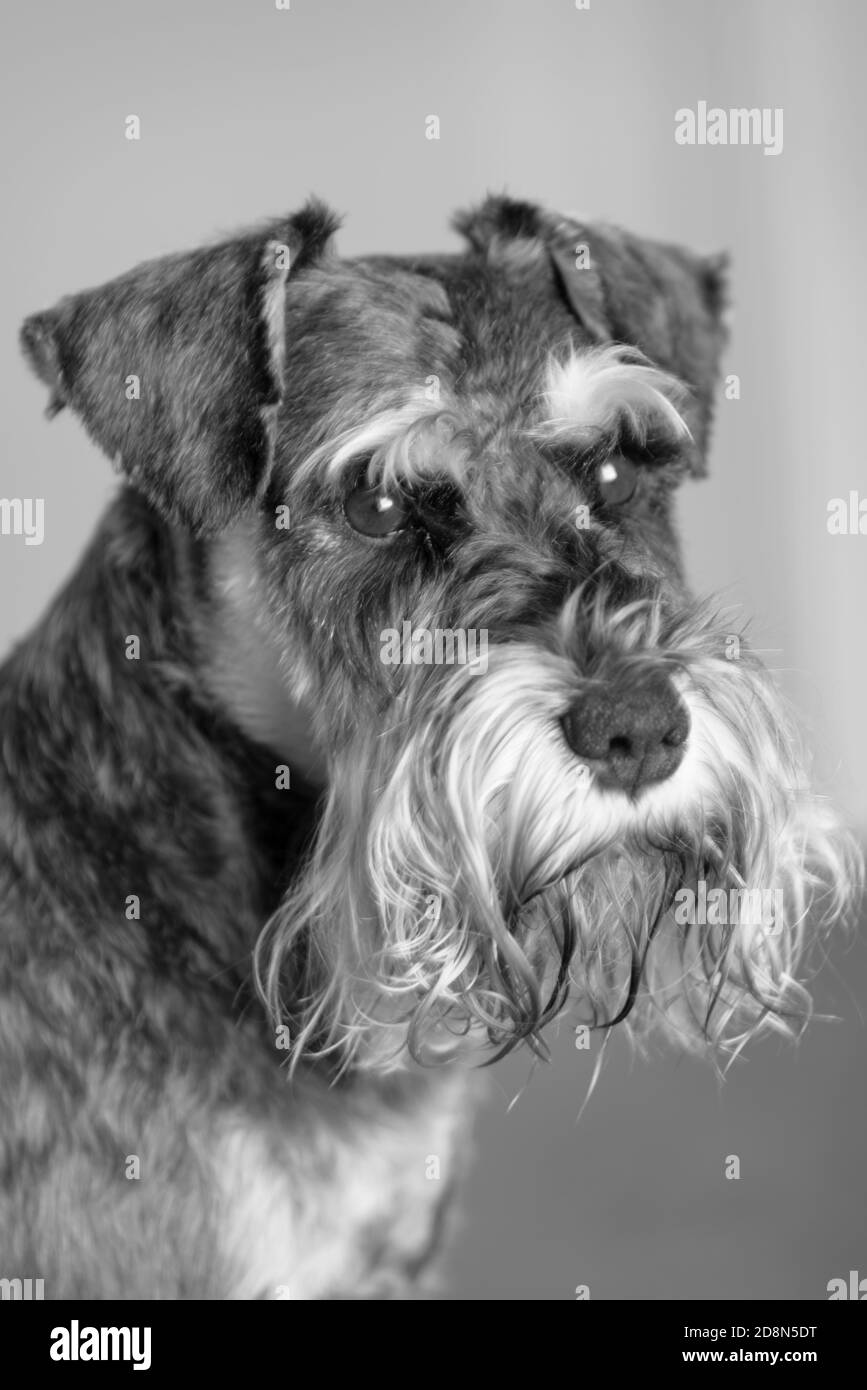Salz & Pfeffer Miniatur Schnauzer Hund Stockfotografie - Alamy