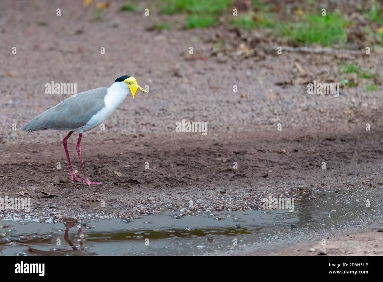 Masked Lapwing (Vanellus Miles), Northern Territory, Australien. Stockfoto