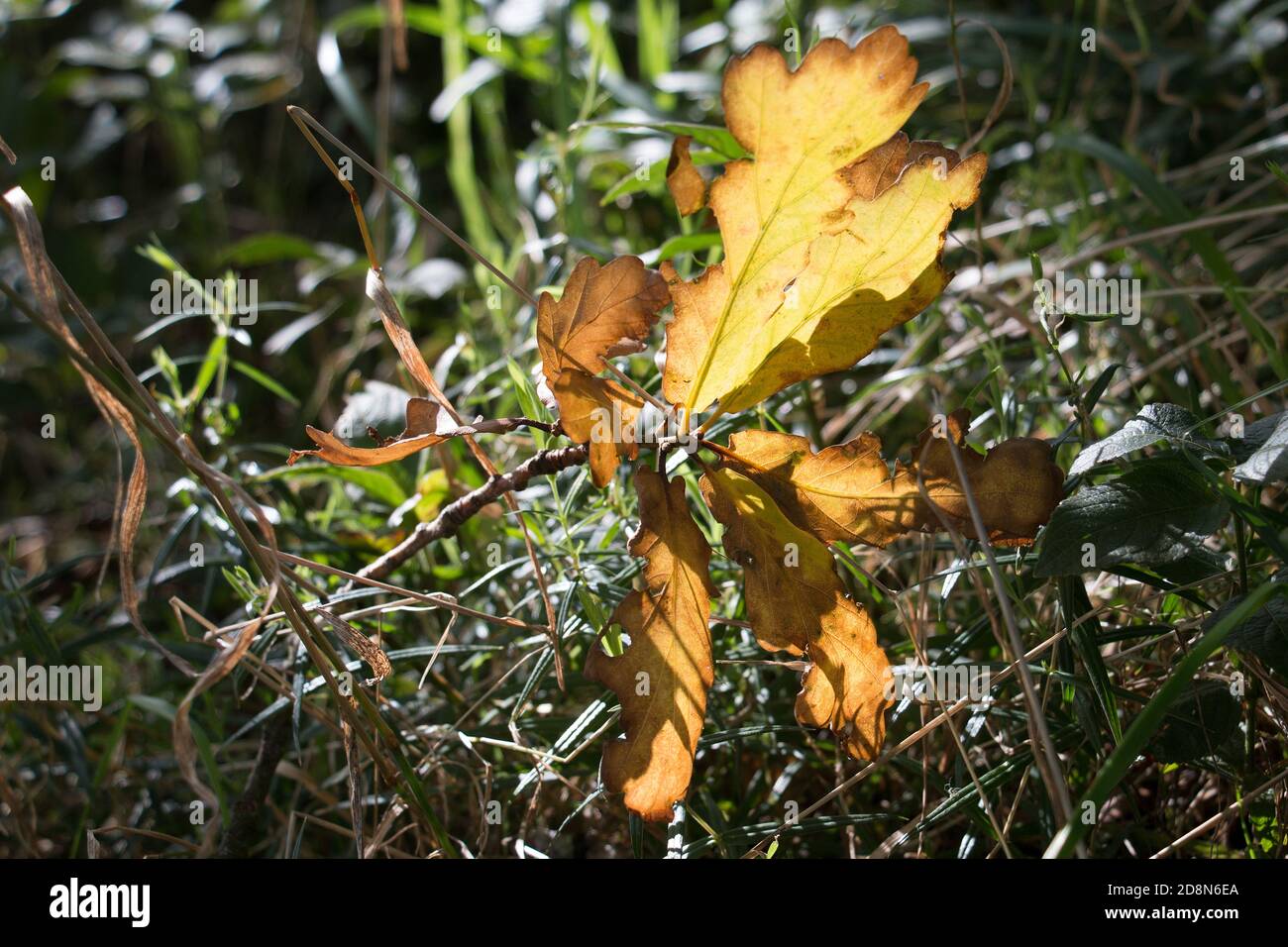 Braune und goldene Herbsteichenblätter, Quercus sp., auf feuchtem, grünem Gras sonnenbeschienene, Nahaufnahme Stockfoto