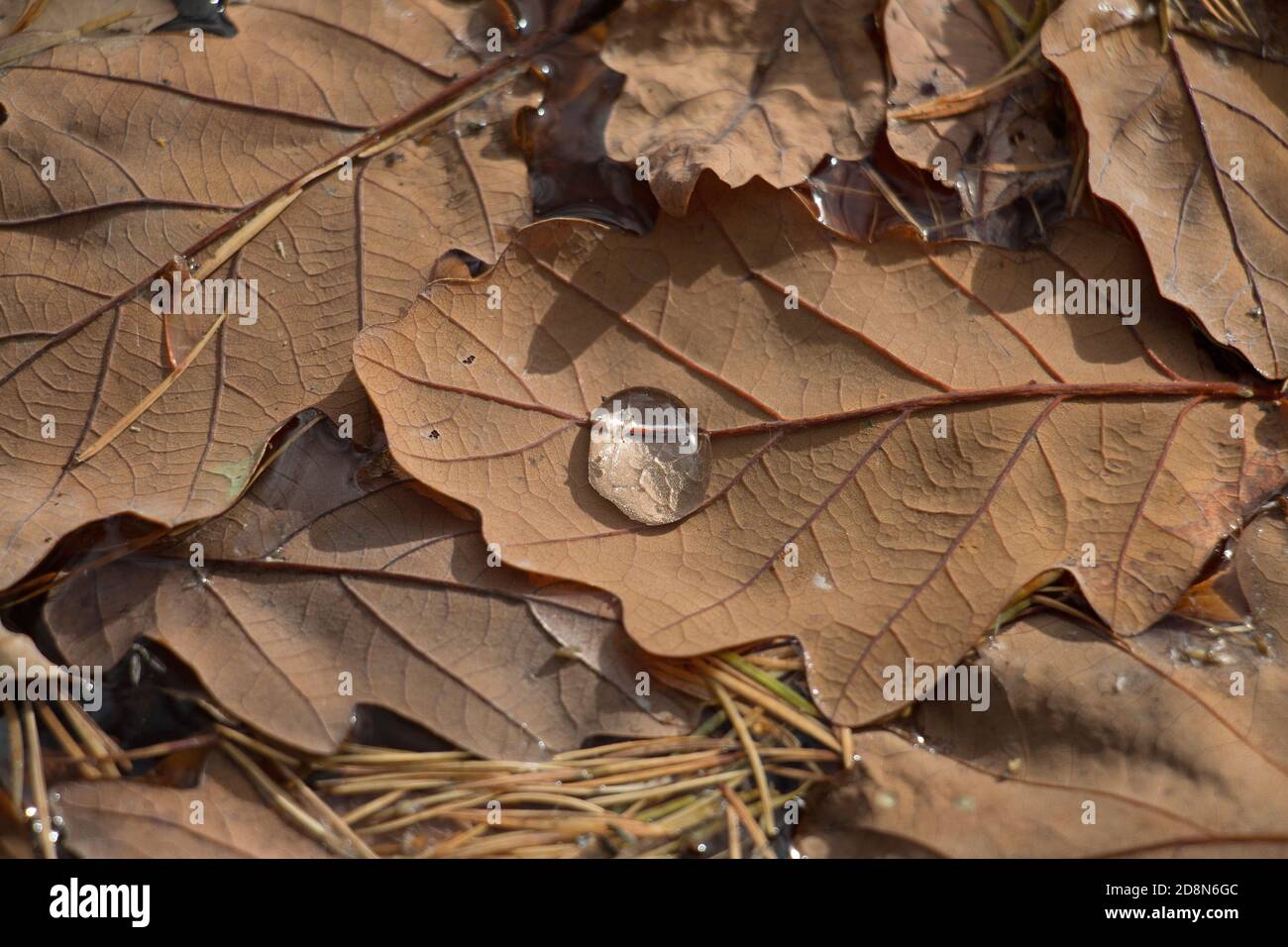 Braune Herbsteiche, Quercus sp., schwimmend im Wasser mit Wassertropfen, Nahaufnahme Stockfoto