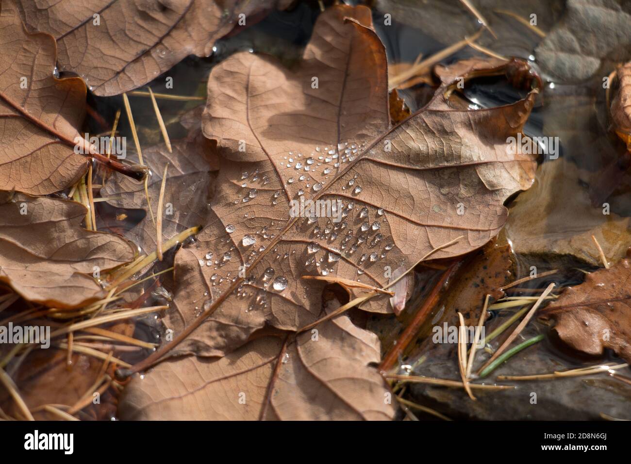 Braune Herbsteiche, Quercus sp., schwimmend im Wasser mit Wassertröpfchen, Nahaufnahme Stockfoto