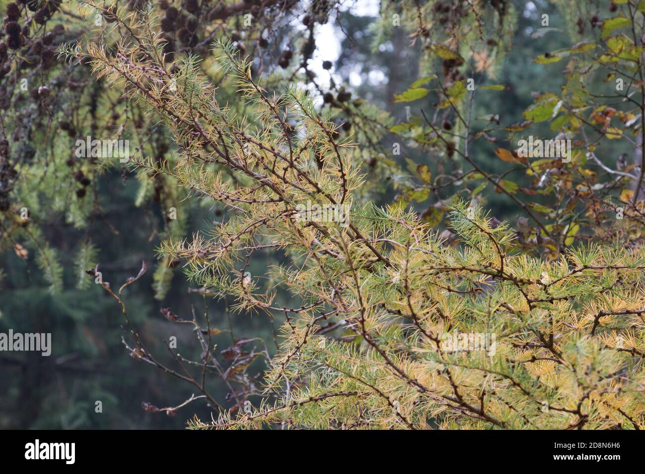 Lärchenbaum Äste, Larix decidua, Gold im Herbst Stockfoto
